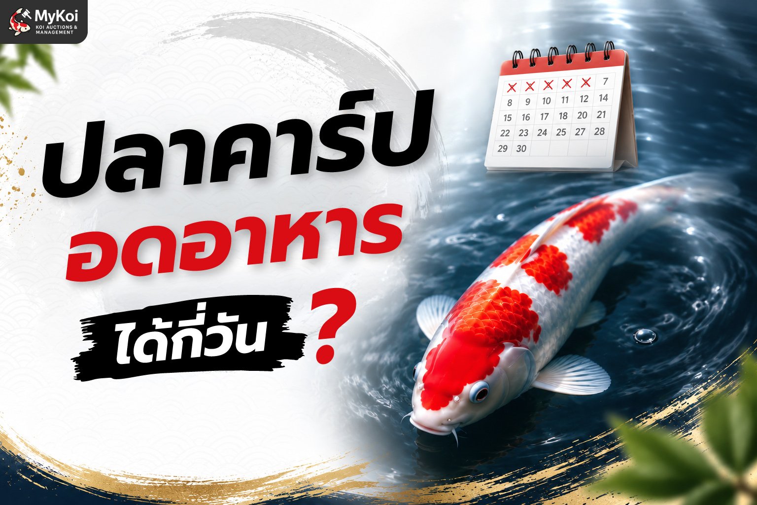 ปลาคาร์ปอดอาหารได้กี่วัน อดทำไม อดแล้วช่วยอะไร ปลาจะตายไหม ? 