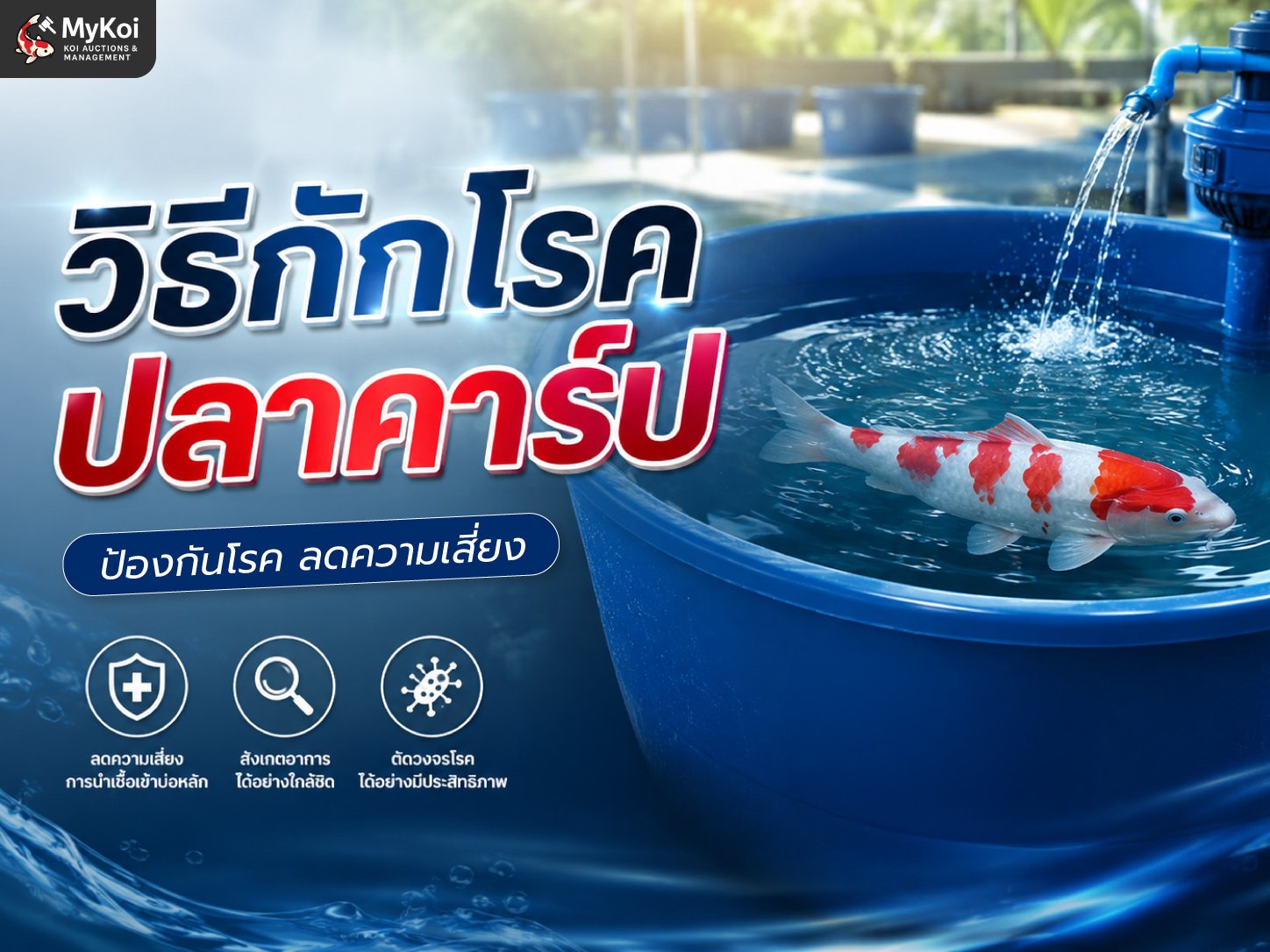 กักโรคปลาคาร์ปใหม่  กี่วันถึงจะปลอดภัย เลี้ยงรวมบ่อได้ไม่พาตัวอื่นเสี่ยง!