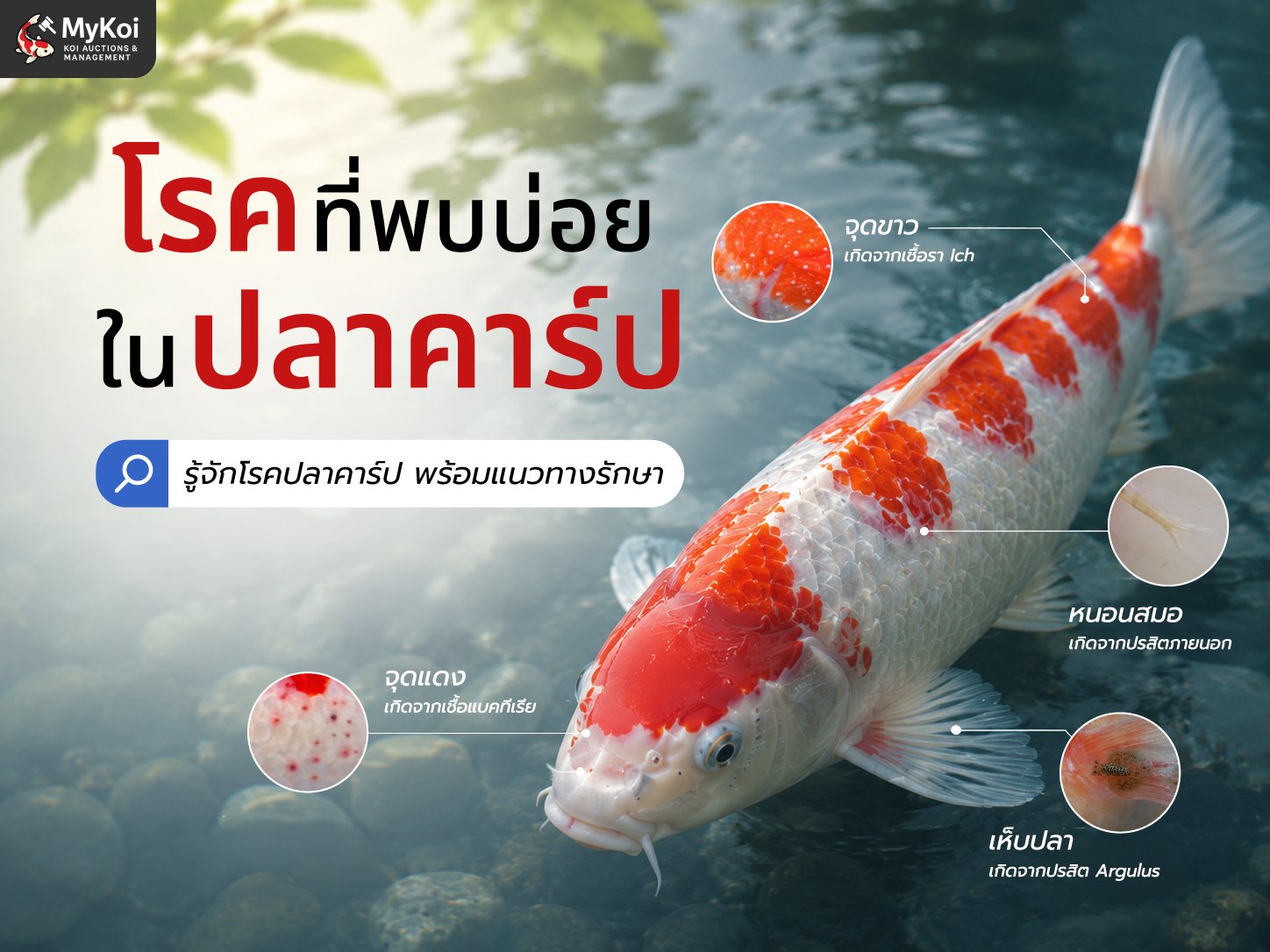 10 อาการป่วยที่พบได้บ่อยในปลาคาร์ป  หมั่นตรวจสอบดูแล ก่อนลุกลามจนส่งผลอันตราย!!