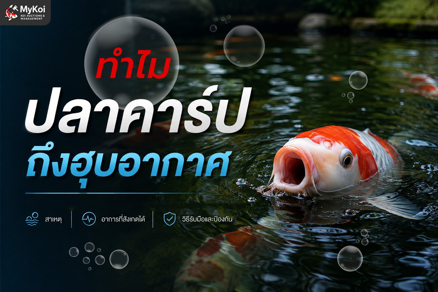 ทำไมปลาคาร์ปถึงฮุบอากาศ เกิดจากอะไร ต้องแก้ยังไง ? 