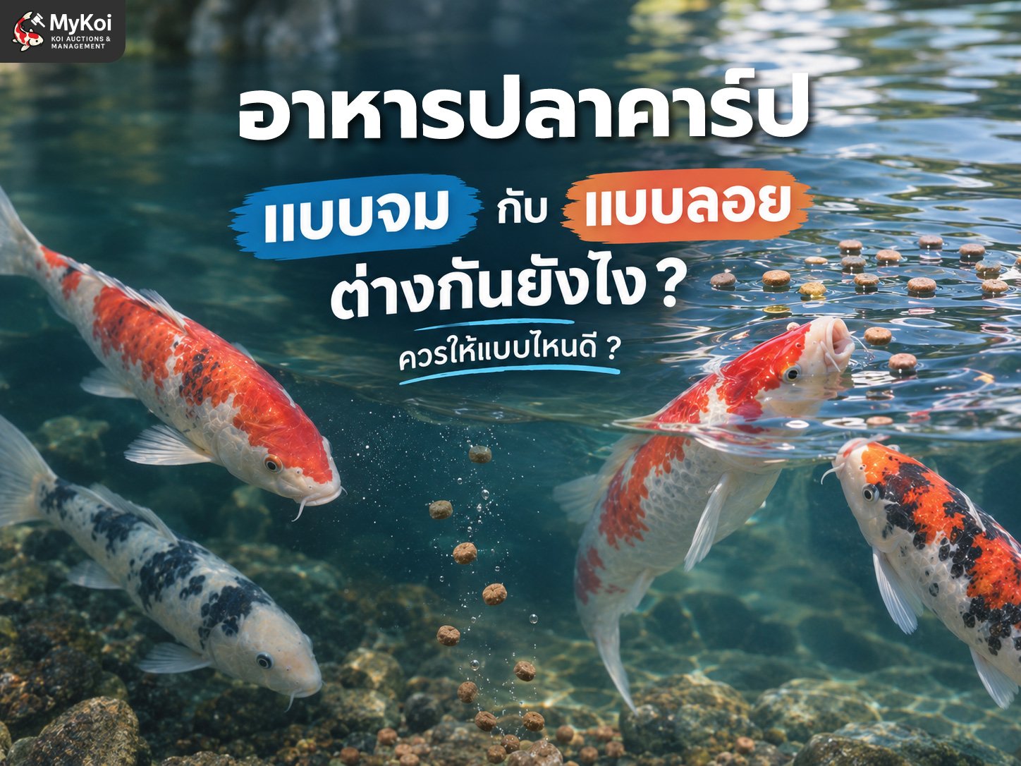 ระหว่างอาหารปลาคาร์ปแบบจม กับ แบบลอย ต่างกันยังไง ? ควรให้แบบไหนดี ?
