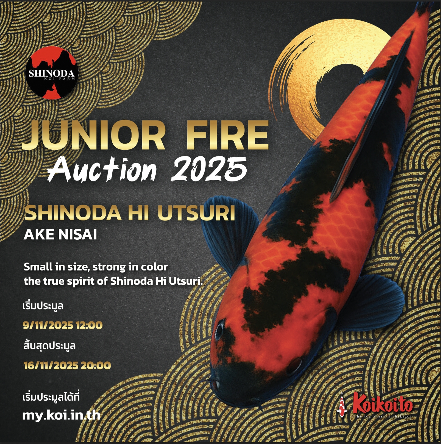 Junior Fire Auction 2025 – Shinoda Hi Utsuri Ake Nisai (Small Size Edition)